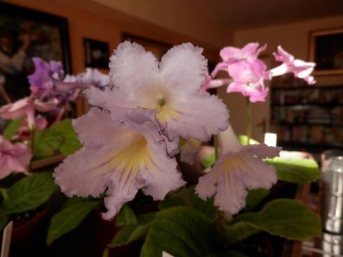DS-Solnechnyi Zaichik.jpg