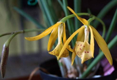 Laelia milleri x Brassavola nodosa I.jpg