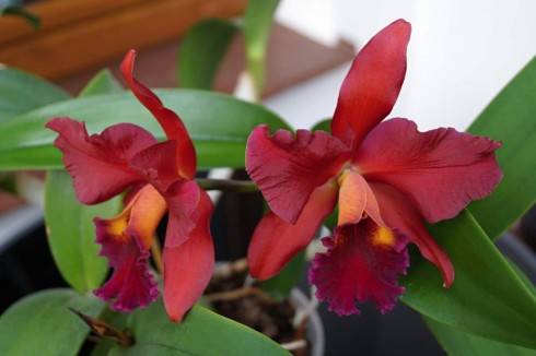 Cattleya I.jpg