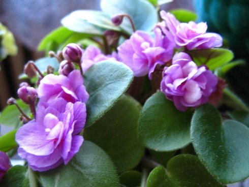 2010_4_Hamiltony  028.jpg