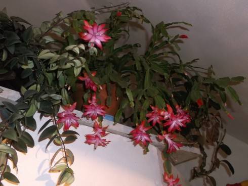 DSCF1114.JPG