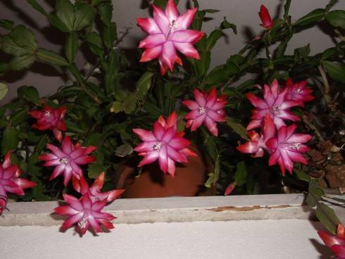 DSCF1116.JPG