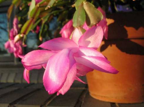 Schlumbergera truncata.jpg