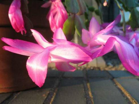 Schlumbergera truncata.jpg