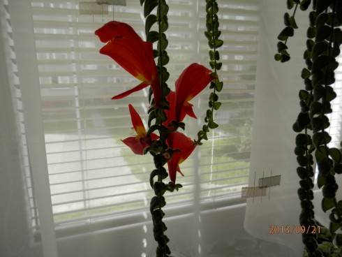 Columnea gloriosa.jpg