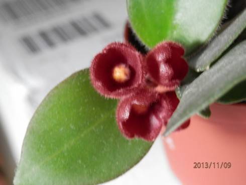 Aeschynanthus tricolor.jpg