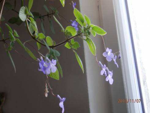 Streptocarpus saxorum.jpg