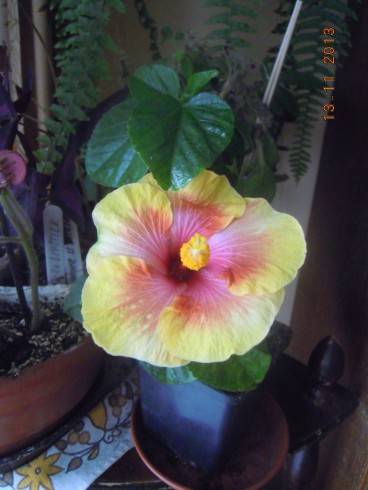 DSCN4672.JPG