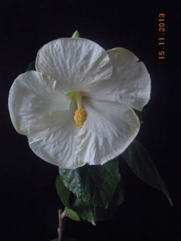 DSCN4802.JPG