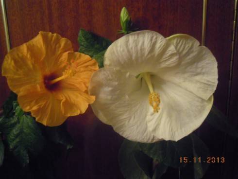 DSCN4839.JPG