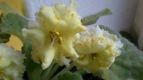 Mellow Yellow.jpg