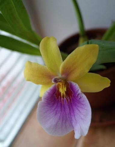 Miltonia Sunset.jpg