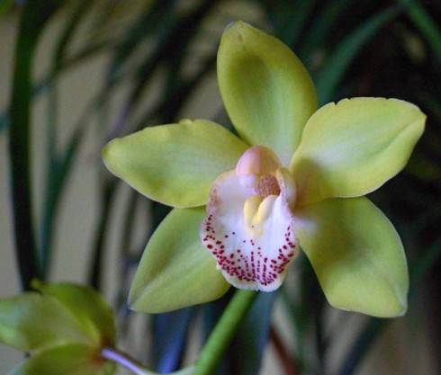 Cymbidium.jpg
