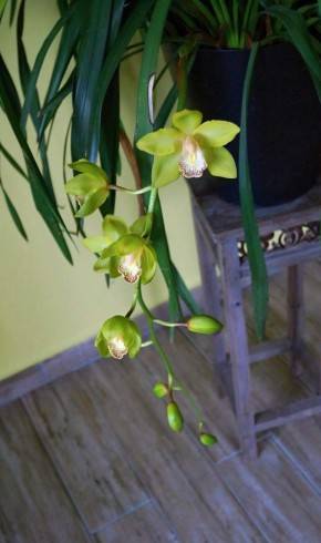 Cymbidium.jpg