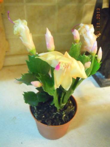 DSCN5030.JPG