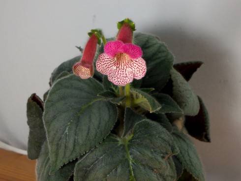 kohleria1.jpg