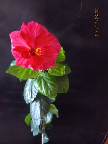 DSCN5687.JPG