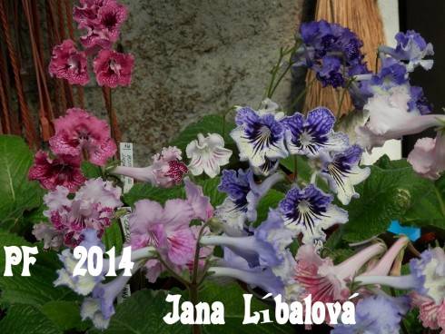 PF 2014.jpg