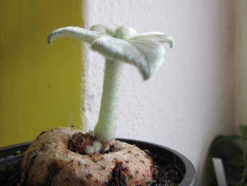 Sinningia leucotricha.jpg
