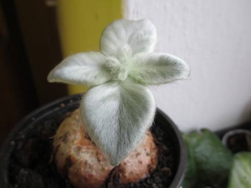 Sinningia leucotricha.jpg