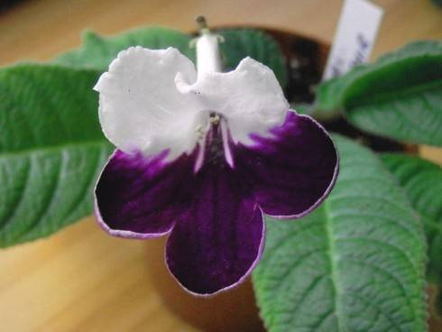 Harlequin Sapphire.jpg