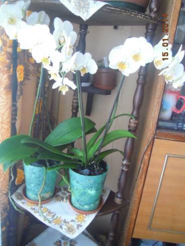 DSCN6201.JPG