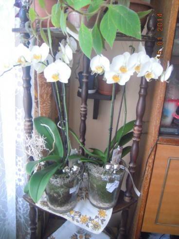 DSCN6182.JPG