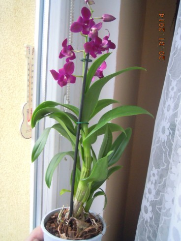 DSCN6343.JPG