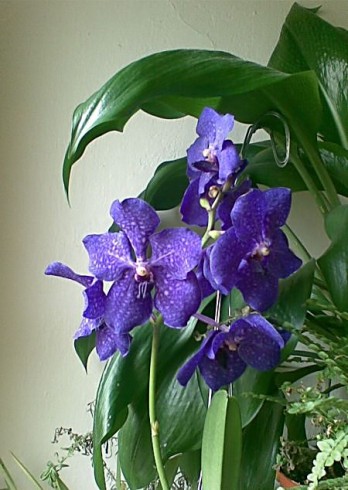 Vanda1.jpg