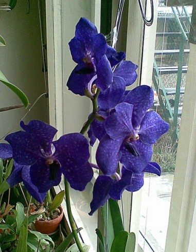 Vanda.jpg