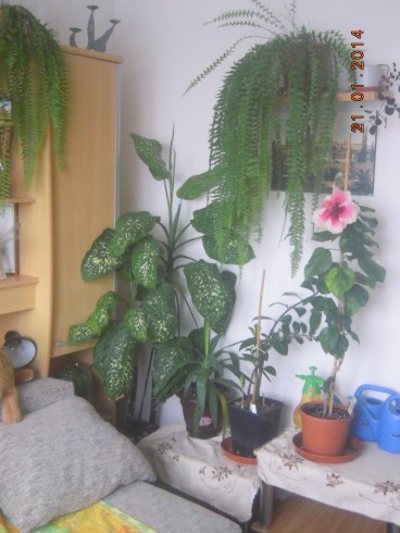 DSCN6487.JPG