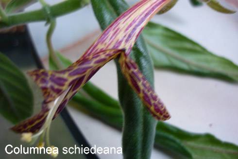 Columnea schiedeana.jpg