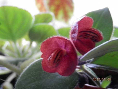 Aeschynanthus tricolor.jpg