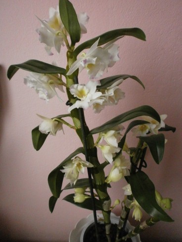 dendrobium nobile-koupě 2014 001.JPG