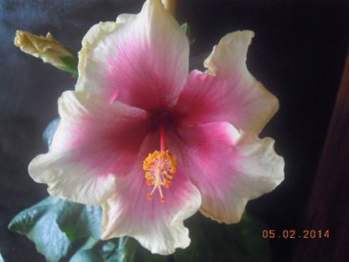 DSCN6990.JPG