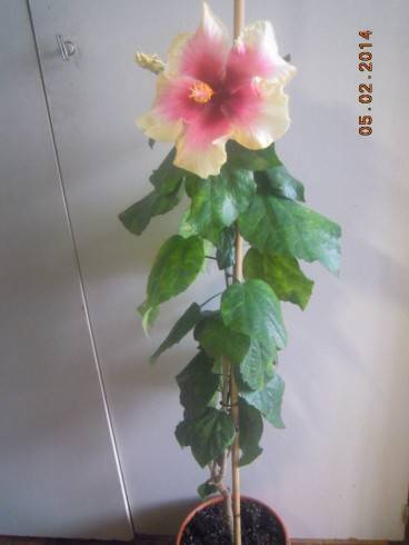 DSCN6995.JPG