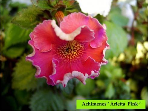 Arletta Pink.jpg