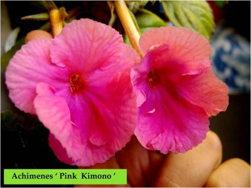 Pink Kimono.jpg
