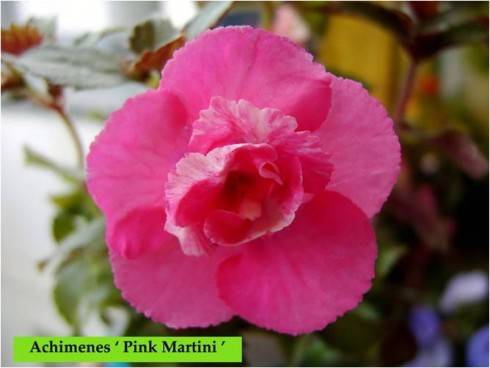 Pink Martini.jpg