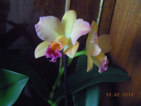 DSCN7228.JPG
