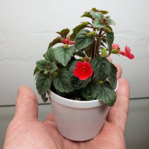 Tiny Red.jpg