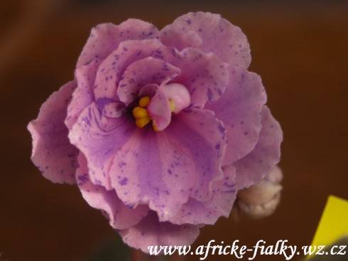 Bridal Bouquet
.jpg