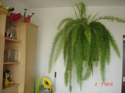 Nephrolepis-Ledviník to jee prave.JPG