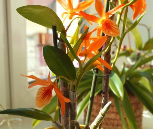 dendrobium Stardust Firebird.jpg
