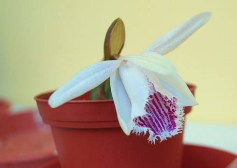 Pleione humilis.jpg