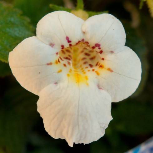 Achimenes candida.jpg
