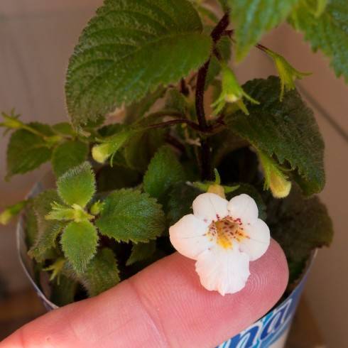Achimenes candida.jpg