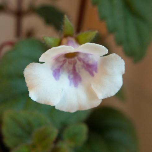 Achimenes misera.jpg