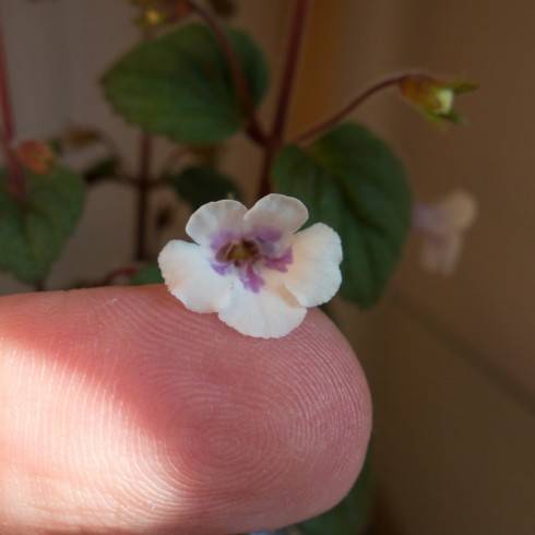 Achimenes misera.jpg