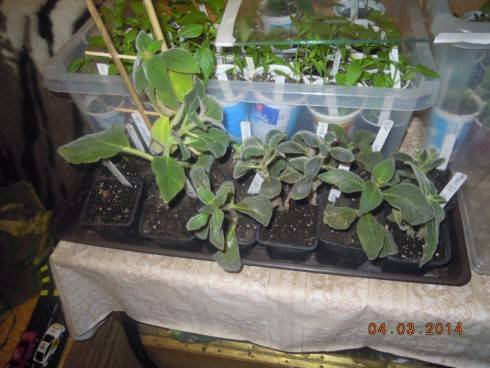 DSCN7706.JPG